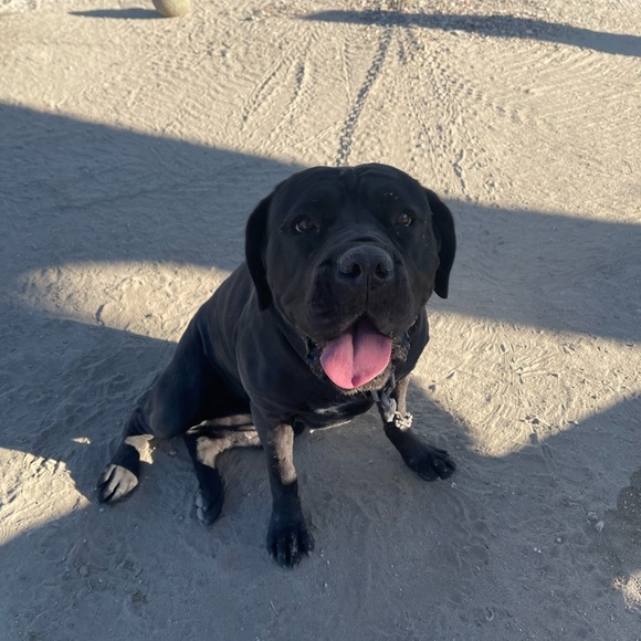 Meet your Posher, Janessa - Picture 5 of 11